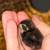 BUTTON QUAIL 3 thumbnail