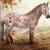 Looking for a miniature or pony 2 thumbnail