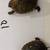 BOX TURTLE 6 thumbnail