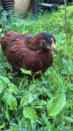 Muchas polluelas y gallinas adolescentes (Montpelier)63373501773697121