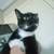 Free cat around a year old 2 thumbnail