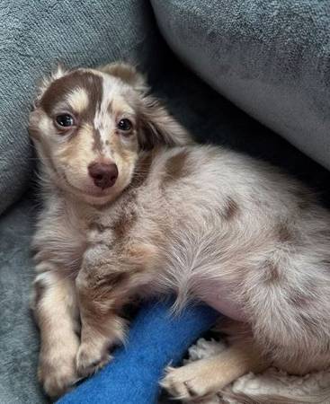 Dachshund RehomingPuppy (512 710-15 Five 8)63816966611587120
