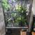 Veiled Chameleon 2 thumbnail