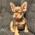 French bulldog puppies 4 thumbnail