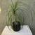 A lovely ponytail palm tree in a pretty glazed pot 2 thumbnail