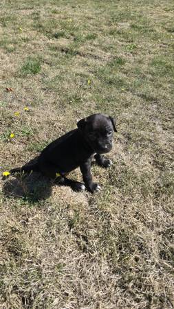 Rehoming sweet puppy (Hillsboro)63842373065729121