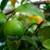 GUAVA TREES, PINK, ORGANIC 3 thumbnail