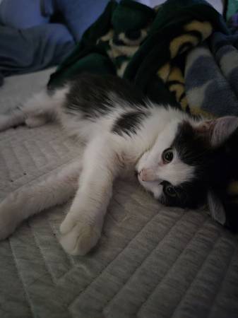 Kitten (Phoenix)63990137418114122