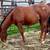 BEAUTIFUL YEARLING FILLY - SORREL APPALOOSA 5 thumbnail