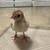 Bourbon Red Turkey Poults 1 thumbnail