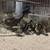 Ducklings 4 thumbnail