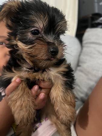 Yorkie puppy (San Diego)63841745030145122