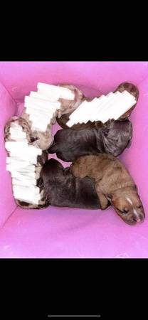 Cachorros American Bully registrados en ABKC63612565736449120