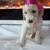 Poodle 5 thumbnail