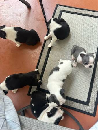 Lindos cachorros (Kendal)64141766660226122