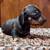 Dachshund puppies 7 thumbnail