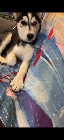 Husky63816966573825121