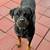 AKC adult Rottweiler female 3 thumbnail