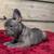 French bulldog puppies 1 thumbnail