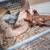 Chickens Rabbits 1 thumbnail