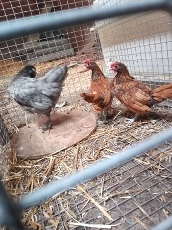Chickens Rabbits 1