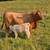 Cow Calf Pair 2 thumbnail