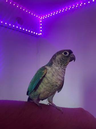 Turqouise Green cheek conure (National City)64038278805249120