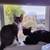 4mo old Kittens - 3 tabby, 1 tuxedo 4 thumbnail
