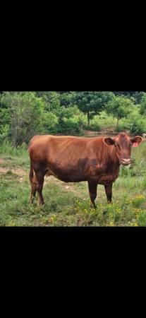 Bred cow 1