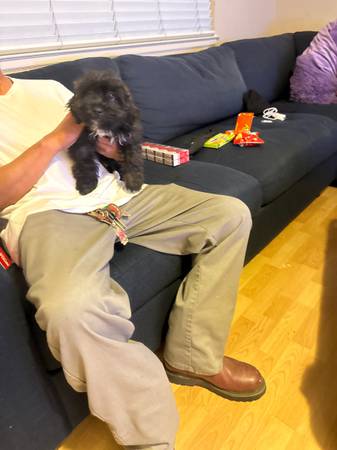 Male Poodle/Maltese 1