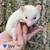 Hedgehogs 5 thumbnail