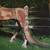 Horse Oil Painting by Thomas 5 thumbnail