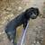 Aussiedoodle to good home 1 thumbnail