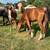3 yearling colts 2 thumbnail