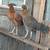 Pullets 1 thumbnail