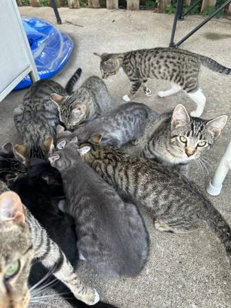 Free Kittens-BEST FOR BARN CATS (Excelsior Springs)63903227836546120