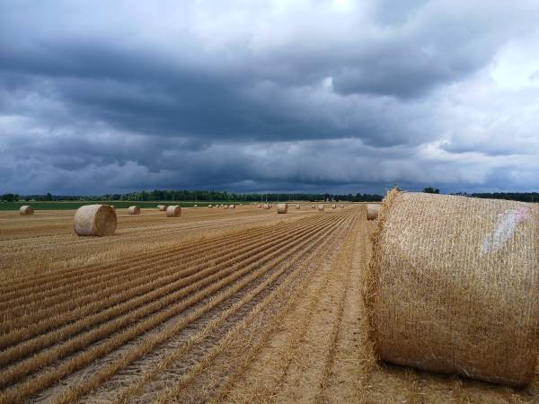 2025 Hay and Straw 1