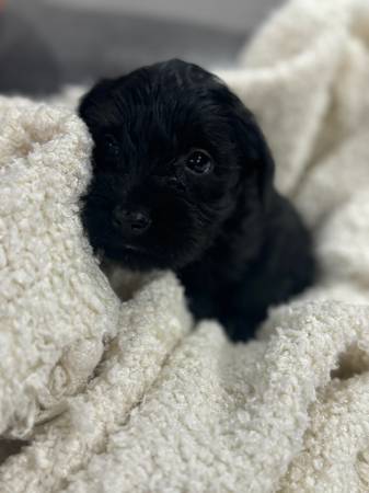 Cachorros mini schnauzer negros (Winchester tn)63658653425795120
