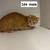 Cats looking for good homes 3 thumbnail