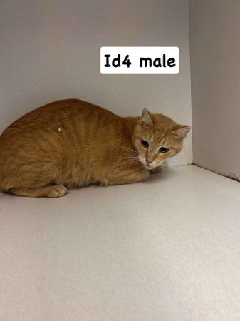 Cats looking for good homes (Mt Vernon IL)63688376565633123