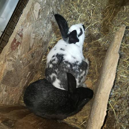 Rabbits 1