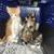Available for adoption! Goldie & Papis' Animal Rescue 14 thumbnail