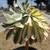 Plant --  Aeonium "Sunburst" 8 thumbnail