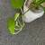Dracena house corn plant tropical indoor potho evergreen money plant 7 thumbnail