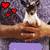 Chihuahua 2 thumbnail