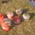 6-Vintage Eagle Gas Cans 2 thumbnail