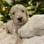 Golden Doodle Puppies - Christmas puppies 4 thumbnail