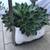 Echeveria succulents in a pretty ceramic pot 6 thumbnail