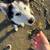 Husky puppies 6 thumbnail