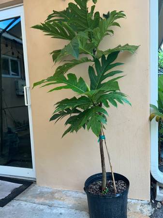 Assorted Potted Tropical Fruit Trees 1